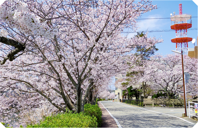 浜田市役所裏の桜