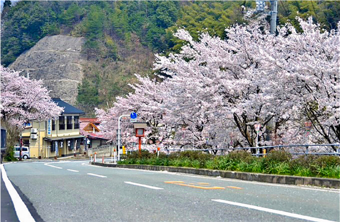 旭温泉の桜