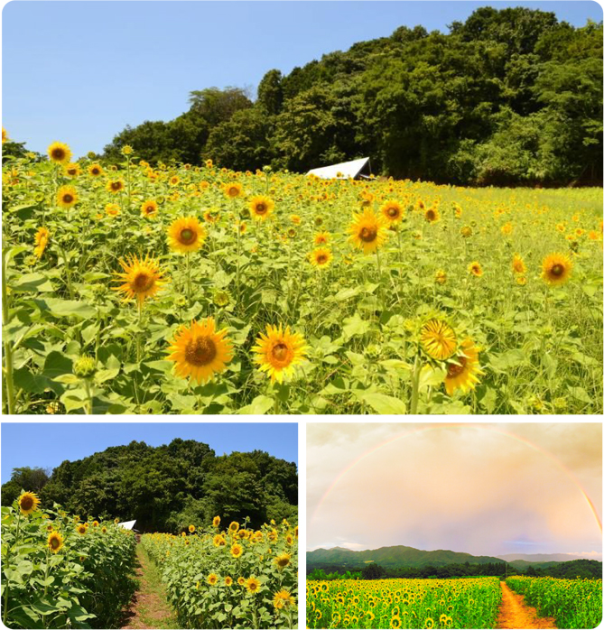 夏の象徴といえば、ひまわり。緑の山を背景に黄色いひまわりが沢山咲く風景はほのぼのと、浜田ならではの夏景色を演出。
			ゆっくり散策したり、写真や動画を撮ったり、楽しみ方は様々です。