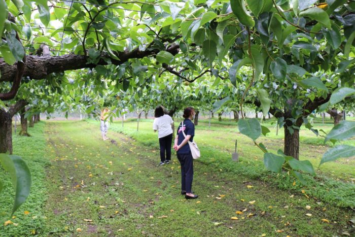 ワンにゃんべぇファーム大江屋の梨園