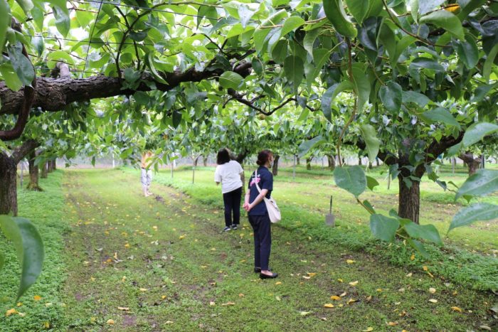 ワンにゃんべぇファーム大江屋の梨園
